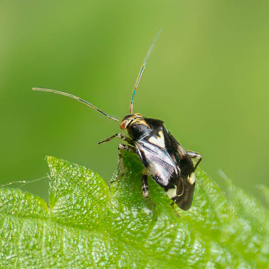 Liocoris tripustulatus (Common Nettle Bug).jpg